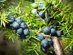 Mengenal Buah Juniper dan Manfaatnya untuk Kesehatan