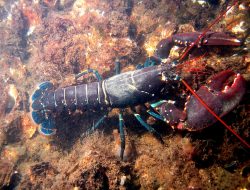 Lobster: Lebih dari Sekadar Hidangan Mewah, Ini Manfaatnya untuk Kesehatan