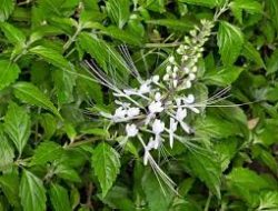 Manfaat Daun Kumis Kucing untuk Asam Lambung dan Kesehatan Tubuh