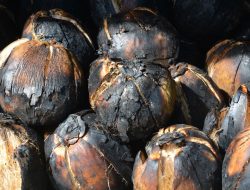 Manfaat Kelapa Bakar untuk Kesehatan Wanita yang Jarang Diketahui