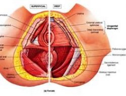 Vaginismus: Penyebab, Gejala, dan Cara Mengatasinya