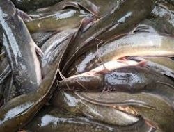 Manfaat Ikan Lele: Sumber Protein yang Murah dan Kaya Nutrisi