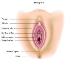 Apa Itu Klitoris? Fungsi dan Letak yang Perlu Diketahui