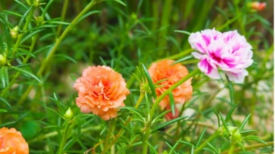 Manfaat Purslane: Sayuran Unik dengan Nutrisi Lengkap