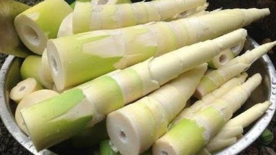 Manfaat Rebung: Sayuran Bambu dengan Nutrisi Tinggi