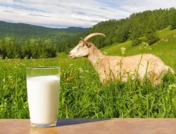 Manfaat Susu Kambing untuk Wajah yang Wajib Kamu Coba