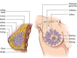 Panduan Lengkap Mengenali Anatomi Payudara Wanita